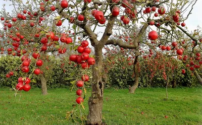 Основные болезни яблонь и их лечение - Бабушкина дача