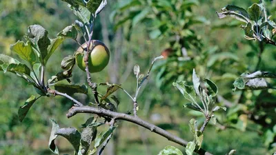 Какие растения нельзя сажать рядом с яблоней