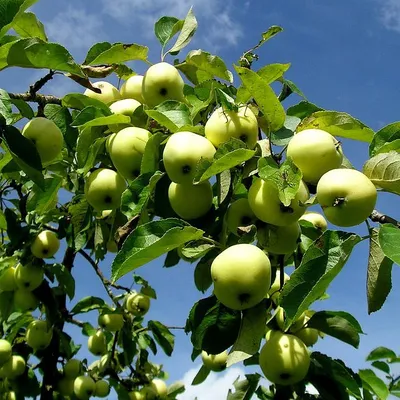Болезни яблони: болезни яблони и меры борьбы с ними - Agro-Market