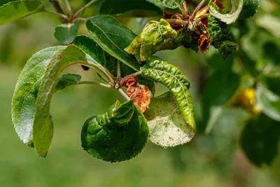 Вредители яблони: способы борьбы с вредителями яблони в саду, виды,  препараты, советы