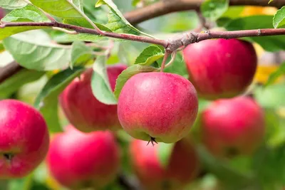 Монилиоз: фото, описание, лечение на вишне, яблоне, груше и сливе
