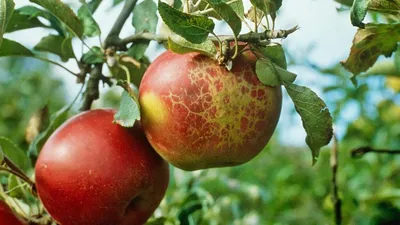 11 секретов хорошего урожая яблок - Рамблер/женский