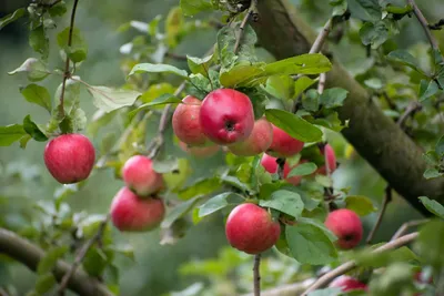 Вредители яблони — методы борьбы. Защита и обработка. Фото — Ботаничка
