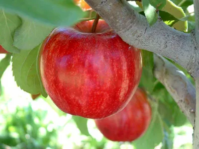 Мучнистая роса яблони. Описание и методы лечения