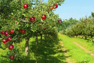 Тля на яблоне: как избавиться народными и профессиональными средствами |  Дела огородные (Огород.ru)