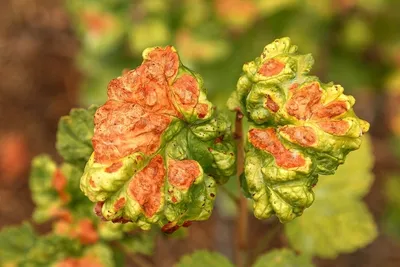 Вредители луковичных и клубнелуковичных - GreenMarket