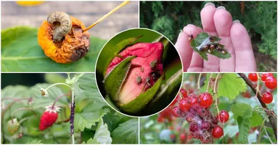 Болезни персика и их лечение, вредители персика и борьба с ними, а также,  как защитить и восстановить поврежденное растение