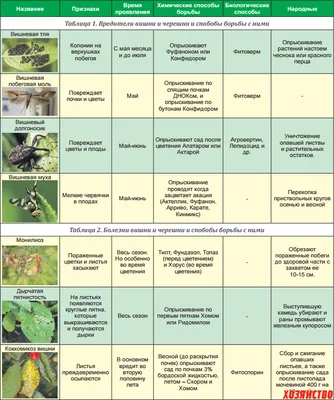 Вредители сада и огорода в картинках фотографии