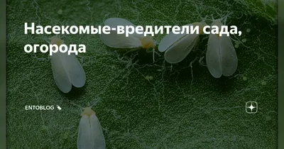 Насекомые-вредители сада, огорода | EntoBlog 🐜 | Дзен