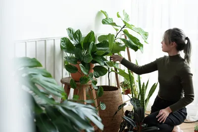 Удобрение для цветов: чем подкормить и как удобрить комнатные растения