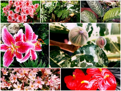 DIM.RIA – 11 растений, которые наполнят ваш дом кислородом