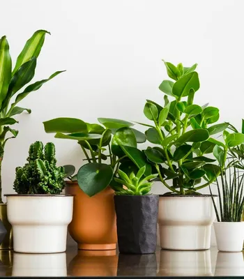 10 неубиваемых комнатных растений, которые украсят ваш дом — INMYROOM