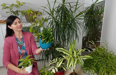 10 комнатных растений. Чем они полезны и опасны для человека | Новости  Таджикистана ASIA-Plus