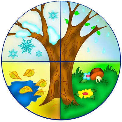 Картинка времена года для детей в виде часов | Preschool activities, Kids  art class, Preschool classroom decor