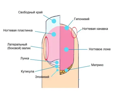 Изображение вросшего ногтя на большом пальце руки