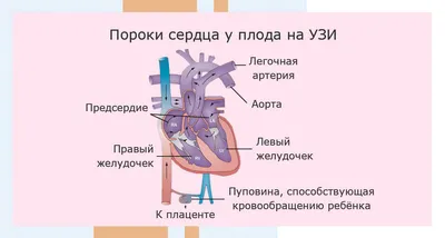 Актуальность врожденных пороков сердца в Киргизской Республике – тема  научной статьи по наукам о здоровье читайте бесплатно текст  научно-исследовательской работы в электронной библиотеке КиберЛенинка