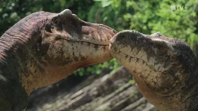 Блюдо сервировочное \"Динозавр\" (Dinosaur Kingdom) MeriMeri купить оптом в  России. Все для праздника с динозаврами. Одноразовая посуда с динозаврами.  Декор для дня рождения динозавры.