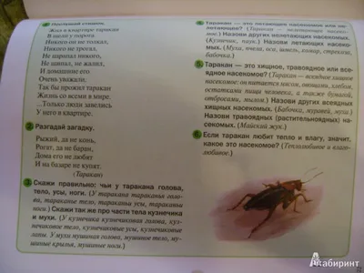 23 Бесплатные Карточки Насекомые на Английском | PDF