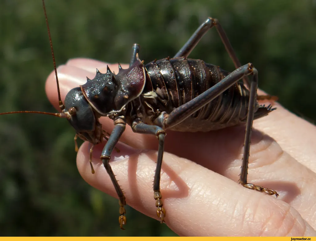 Сверчок фото насекомое крупно. Acanthoplus discoidalis кузнечик. Африканский бронированный кузнечик Acanthoplus discoidalis. Панцирный кузнечик Калахари. Калахарский кузнечик.