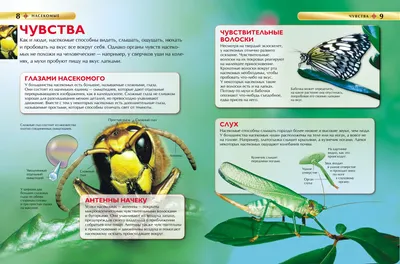 Картинки название насекомых окружающий мир (69 фото) » Картинки и статусы  про окружающий мир вокруг