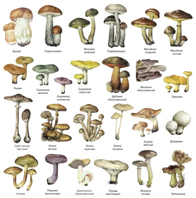 Все виды грибов в картинках фотографии