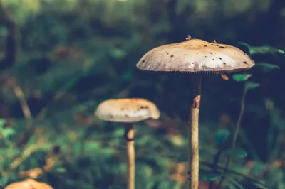 Подберезовик: описание гриба, где растет, виды, съедобность, фото в лесу