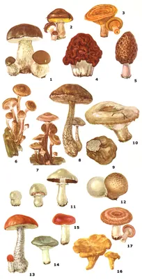 Сезон грибов в Карпатах. Описание основных видов грибов