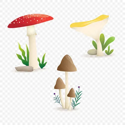 Краснокнижные грибы: что нужно знать грибникам в 2021 году - Обзоры - РИАМО  в Балашихе