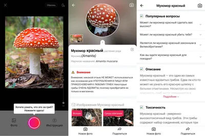 Красный гриб Стоковые фотографии, картинки, все без лицензионных отчислений  - Envato Elements
