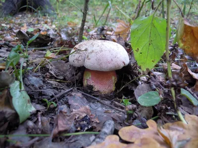 Самые красивые грибы в мире » BigPicture.ru