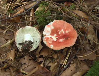 Два вида грибов из теплицы, которые трудно узнать в \"неволе\"- так не похожи  на своих диких родственников | Книга Грибов | Дзен