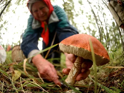 Инструкция: как собирать грибы в Великобритании? | Афиша Лондон