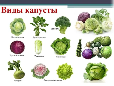 Different Kinds of Cabbage on White Background Stock Photo - Image of head,  color: 149737938