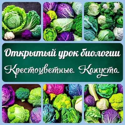 Обзор: где выгоднее покупать сезонные дары природы и где интереснее  ассортимент? - Delfi RUS