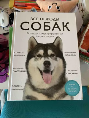 Список опасных собак: какие породы нельзя будет выгуливать без намордника –  Москва 24, 30.07.2019