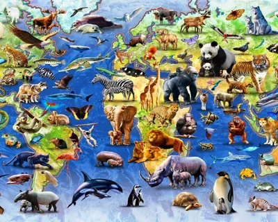 Животные Африки - карточки Монтессори география купить и скачать