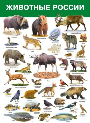 10 самых многочисленных животных на планете | ⭐ ТопКафе | Дзен
