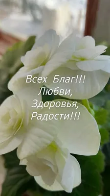 Всех Благ!!! Любви, Здоровья, Радости!!! в 2023 г | Радость, Здоровье,  Открытки