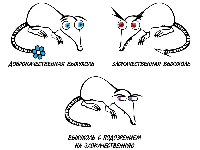 Выхухоль картинки фотографии