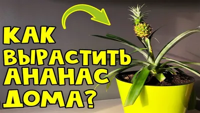 Как вырастить ананас 🍍 из купленного в магазине | Ананас из верхушки