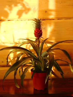 https://www.nur.kz/household/garden/1776739-kak-vyrastit-ananas-v-domasnih-usloviah/