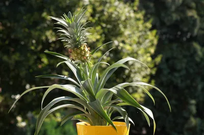 Как вырастить ананас в домашних условиях: практические советы | myDecor
