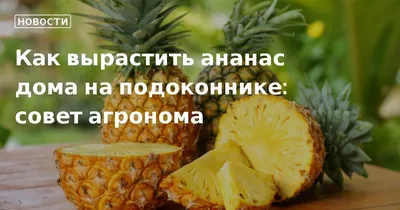 https://www.nur.kz/household/garden/1776739-kak-vyrastit-ananas-v-domasnih-usloviah/