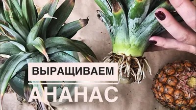 Как вырастить ананас дома