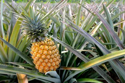Как вырастить ананас дома - советы хозяйкам - Лайфхаки для сада и огорода |  Сегодня