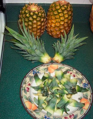 Как вырастить ананас в домашних условиях? Нужна лишь верхушка фрукта! |  Наша Дача | Дзен