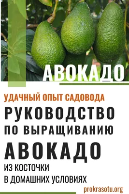 Как посадить и вырастить авокадо из косточки | ВЕСТИ