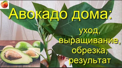 Садим в домашних условиях: авокадо - bestrest.com.ua