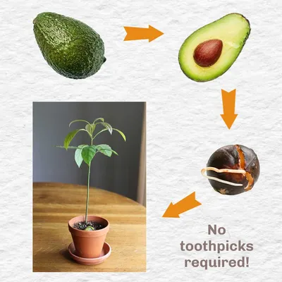 Авокадо дома Уход Выращивание Обрезка Результат avocado seed care Из  косточки! - YouTube