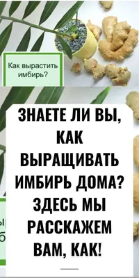 Как посадить и вырастить имбирь дома